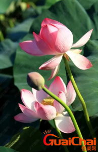 ​莲花花语是什么？莲花花语有哪些？