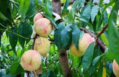 ​网红水果“爆炸桃” 为啥残次品还这么贵？（网红食物）