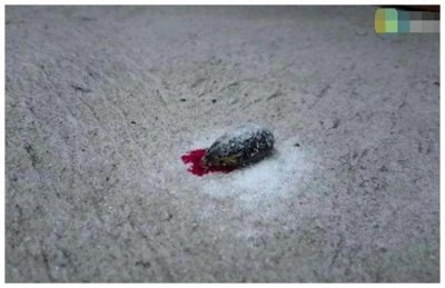 ​以吸血为生的蚂蟥是如何吸血的？为什么一碰到食盐就会死亡呢？