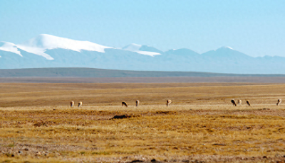 ​可可西里无人区，到底有多可怕？为何会被禁止入内？