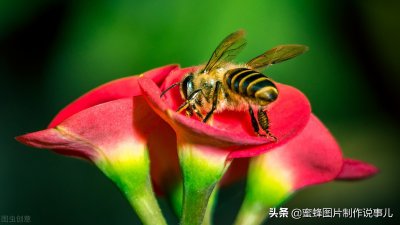 ​蜜蜂采蜜写一段话 春色满园花盛开，群蜂恋蕊采蜜来