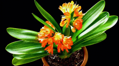 ​什么花适合室内养好看？什么花适合室内养殖