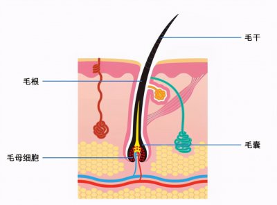 ​怎么样才能永久脱毛 脱毛仪可以永久脱毛吗？