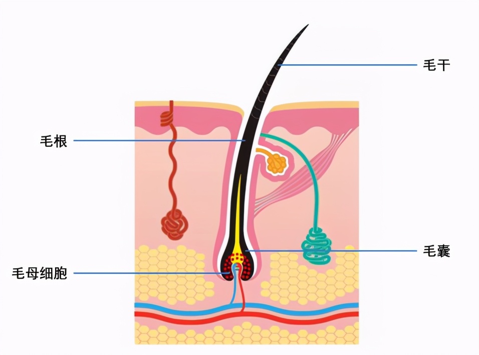 怎么样才能永久脱毛 脱毛仪可以永久脱毛吗?