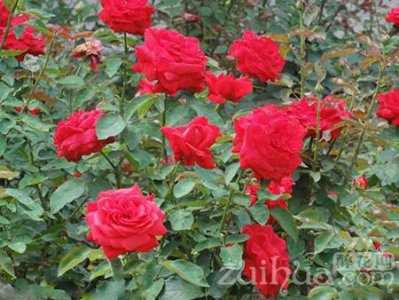 ​玫瑰花种子如何播种，玫瑰花种子播种方法