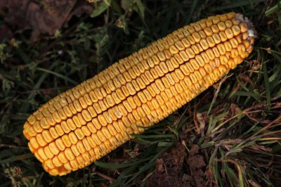 ​最新玉米价格（现在玉米价格行情）