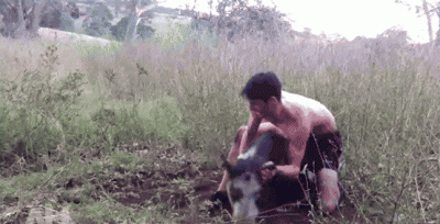 ​真野猪怎么打 陕西合法捕获野猪，一头奖励2500，不能下毒不可用枪，空手能拿