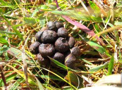 ​羊粪发酵最简单方法，效果温和气味小，家庭养花效果好