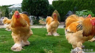 ​世界上最大的鸡（高达1.2米体重达几十斤）！不对！还有更大的