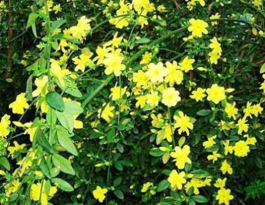 ​迎春花的简介