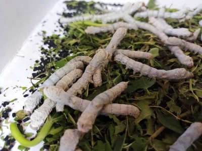 ​蚕宝宝生长全过程（蚕宝宝是怎么脱皮的？）