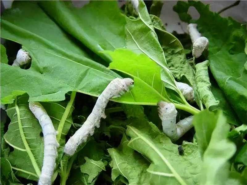 蚕宝宝生长全过程(蚕宝宝是怎么脱皮的?)