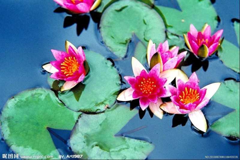 斯里兰卡地图(印度洋的眼泪)