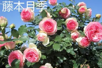 ​丰花月季是什么植物？丰花月季是藤本还是灌木呢？