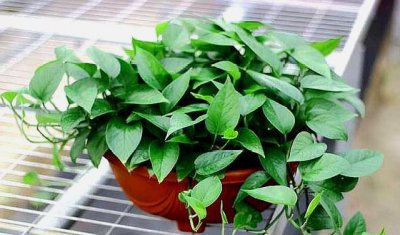 ​绿萝怎样扦插生根快 扦插绿萝，2个“小动作”不要忘，不黑杆，生根快，一个月