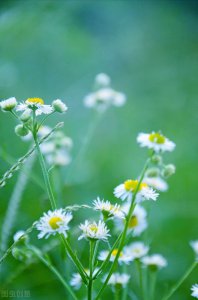 ​素年锦时，安之若素，尘心若染香，何处不静好