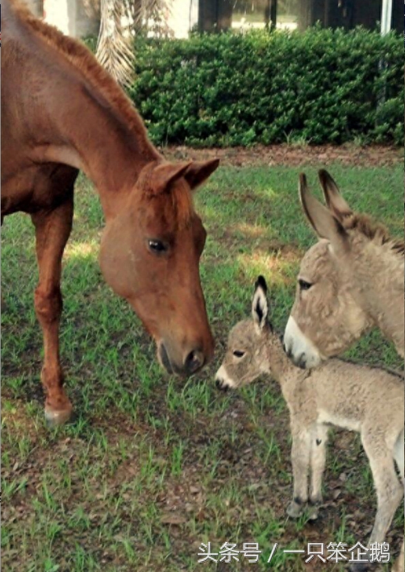 一组：迷你小毛驴的萌照