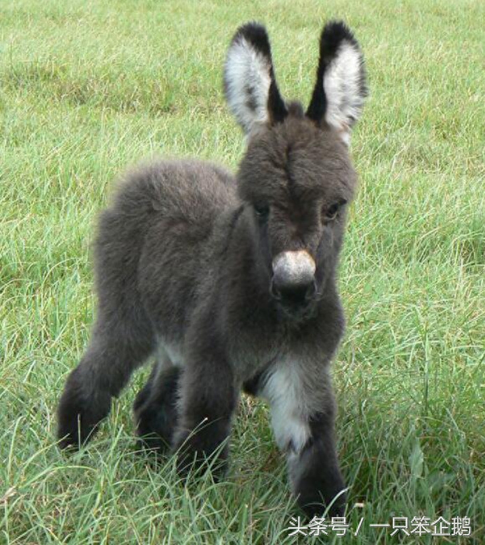 一组：迷你小毛驴的萌照