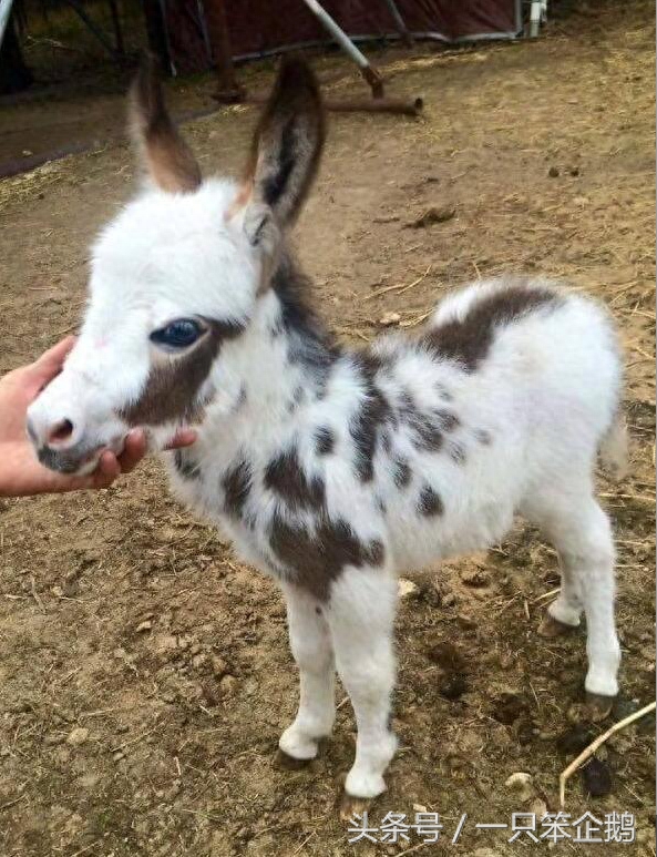 一组：迷你小毛驴的萌照