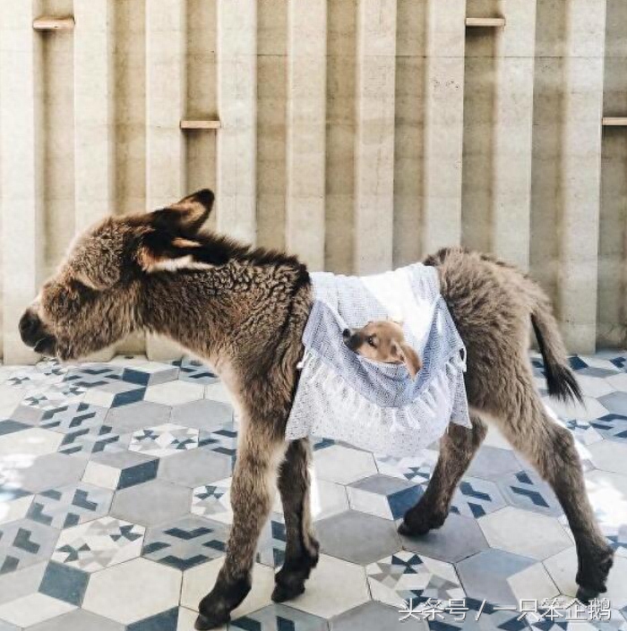 一组：迷你小毛驴的萌照