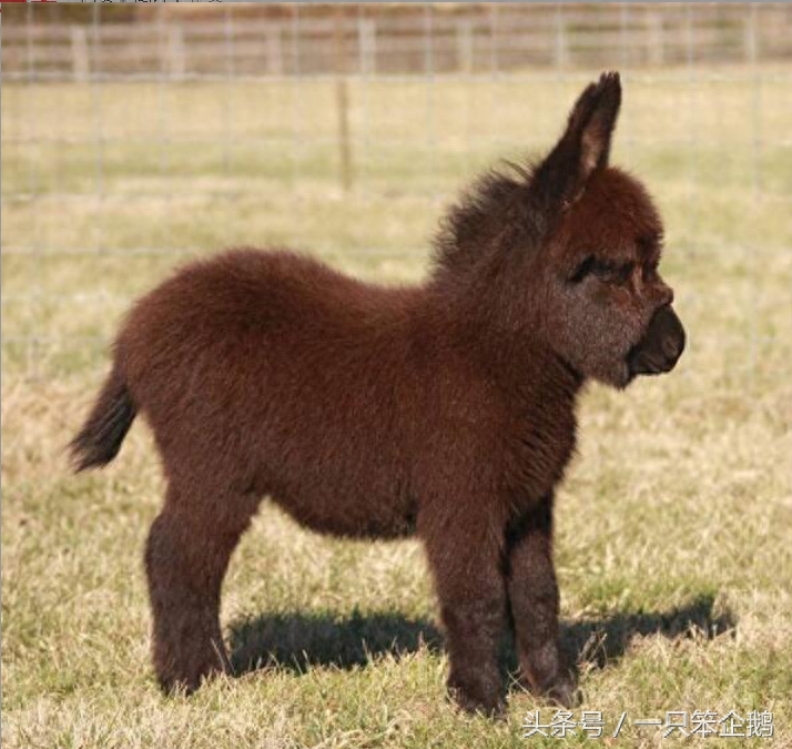 一组：迷你小毛驴的萌照