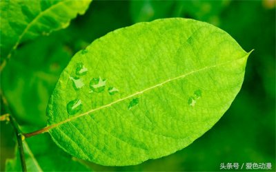 ​五大忍者村的护额的图案含义