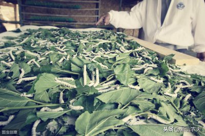 ​“遍身罗绮者，不是养蚕人 ”这句诗你真的读懂了吗