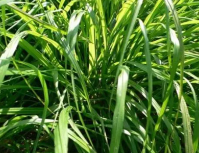 ​香茅有哪些养殖方法和注意事项？香茅怎么养护管理？