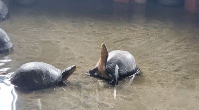 ​小乌龟冬天怎么养吃什么（家养的乌龟冬天怎么养？乌龟安全过冬的养殖方法）