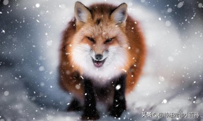 ​狐狸当宠物养可以吗？宠物狐狸喂养注意事项