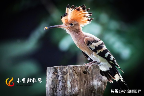 以色列的“国鸟”戴胜，圣经禁鸟。被封为以色列国鸟，寓意祥和