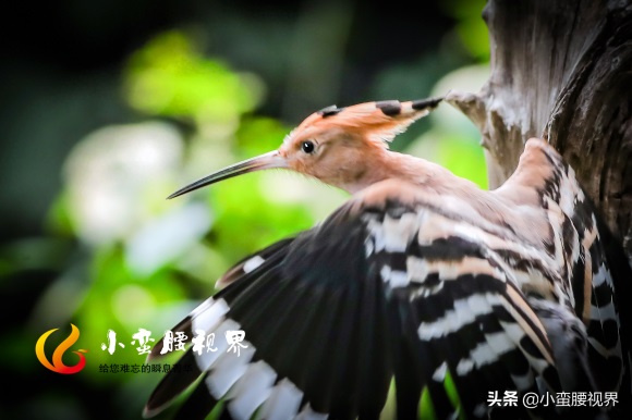 以色列的“国鸟”戴胜，圣经禁鸟。被封为以色列国鸟，寓意祥和