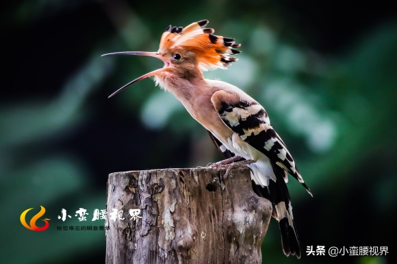 以色列的“国鸟”戴胜，圣经禁鸟。被封为以色列国鸟，寓意祥和