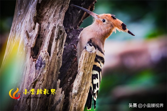 以色列的“国鸟”戴胜，圣经禁鸟。被封为以色列国鸟，寓意祥和