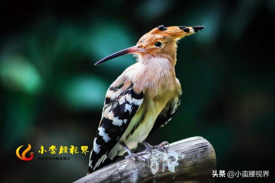 以色列的“国鸟”戴胜，圣经禁鸟。被封为以色列国鸟，寓意祥和