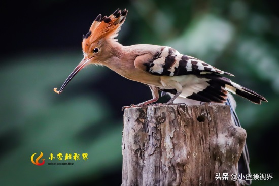 以色列的“国鸟”戴胜，圣经禁鸟。被封为以色列国鸟，寓意祥和