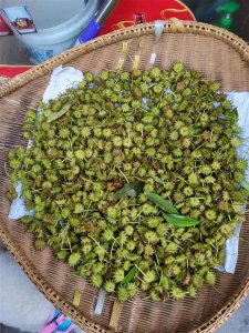 ​这是莽草，有毒 千万别食用