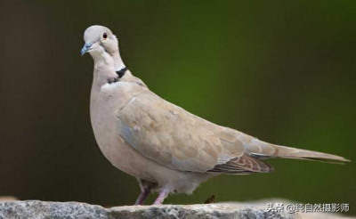 ​灰斑鸠百科知识，中国鸠鸽科之一