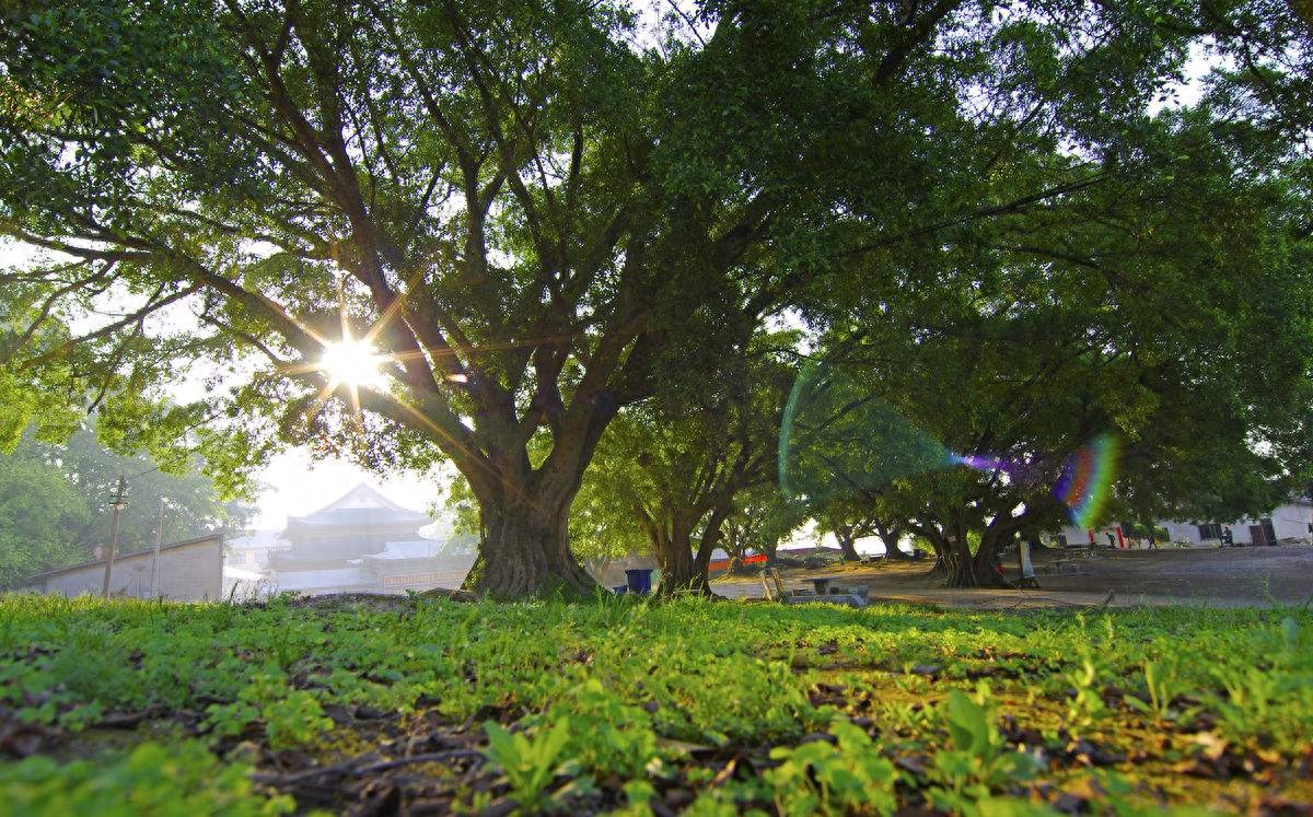 小学人音版二年级音乐下册《大树妈妈》素材及简谱