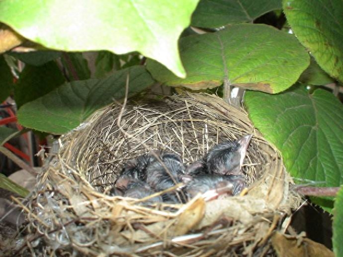 小学人音版二年级音乐下册《大树妈妈》素材及简谱