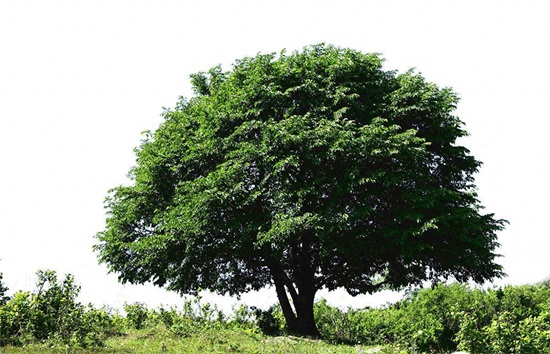 小学人音版二年级音乐下册《大树妈妈》素材及简谱