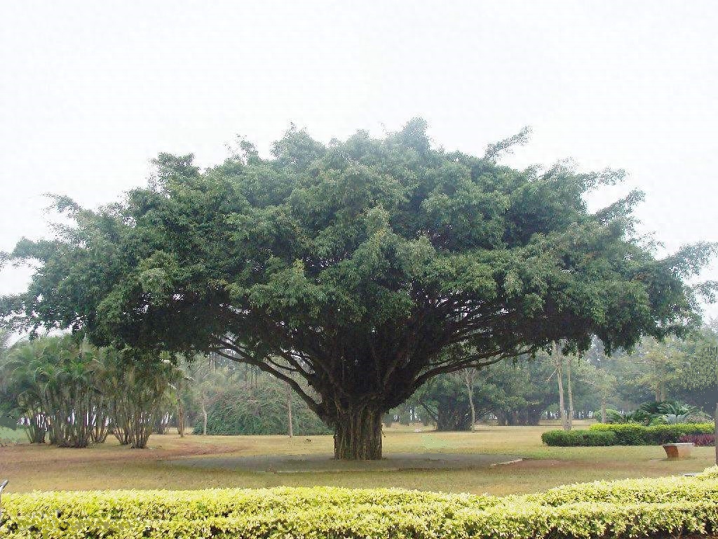 小学人音版二年级音乐下册《大树妈妈》素材及简谱