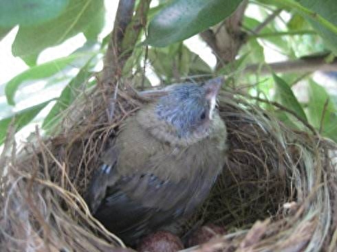 小学人音版二年级音乐下册《大树妈妈》素材及简谱