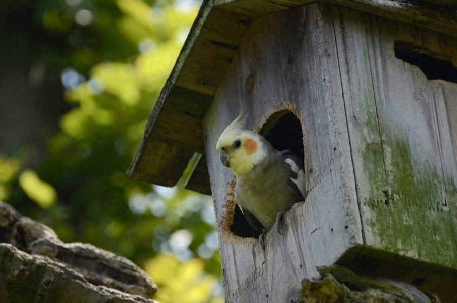 小学人音版二年级音乐下册《大树妈妈》素材及简谱
