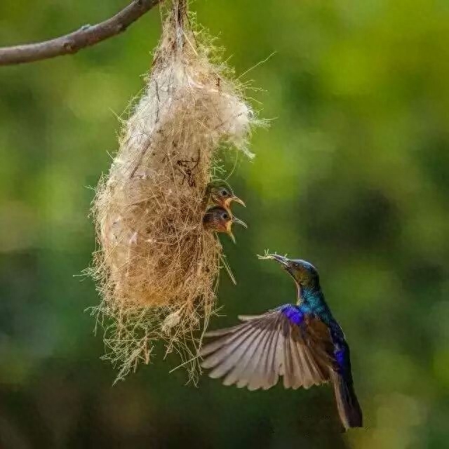 小学人音版二年级音乐下册《大树妈妈》素材及简谱
