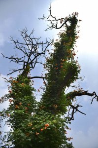 ​我不愿做攀缘的凌霄花，我愿成为木棉花，作为树和你站在一起