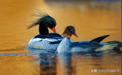 ​中华秋沙鸭 百科知识，中国鸭科鸟类之一