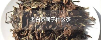 ​陈皮白茶是什么白茶 陈皮白茶是熟茶吗还是生茶