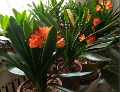 ​君子兰多少天浇水一次？半月浇一次，根壮叶绿，年年开花