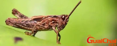 ​灰蝗虫是什么？灰蝗虫长什么样子？